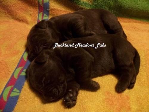Labrador Retriever Pups 1 Female Chocolate, 1 Female Black