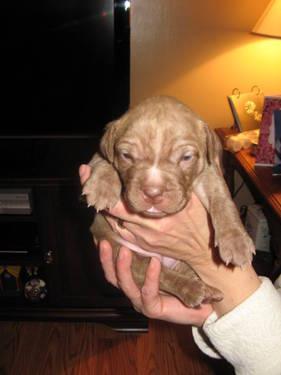 Labrador Retriever - Rose -- Adopted! - Medium - Baby - Female