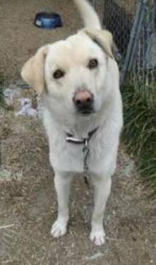 Labrador Retriever - Roy- Forever Or Foster Home Needed - Medium