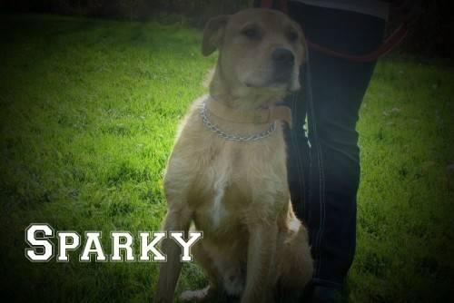 Labrador Retriever - Sparky: Sponsored Adoption! - Large - Adult