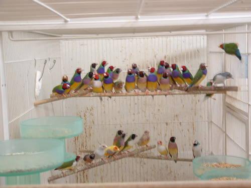 Lady gouldian finches for sale in brentwood n.y. 11717
