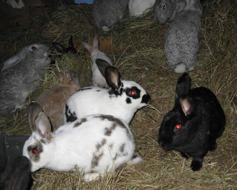 Large Breed bunnies for sale