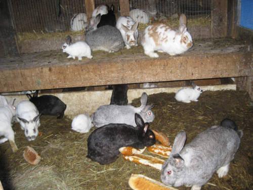 Large Breed bunnies, I have a few available at this time, nice colors!