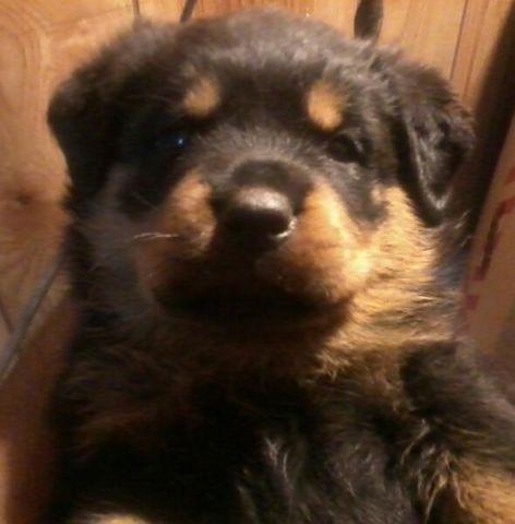 Large Male German Rottweiler puppies