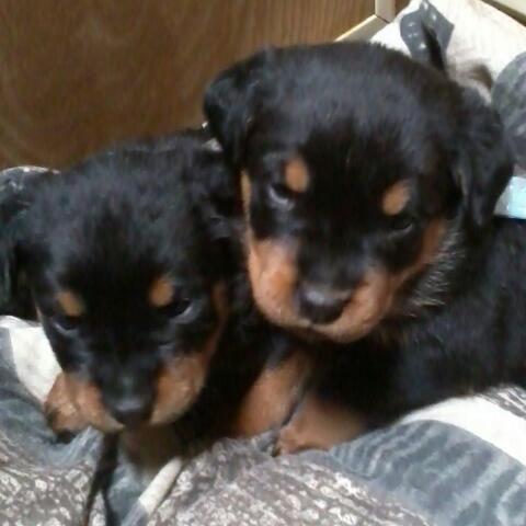 Large Male German Rottweiler Puppies for sale