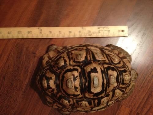 Large male leopard tortoise