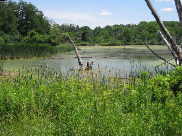 Large Recreational POND in Dryden NY --- 5 Acres -- Bring your Kayaks!