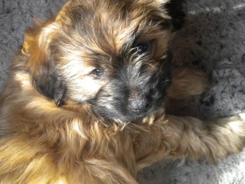 Last Chance 3 left - Yorkshire Terrier / Maltese - Precious Pups