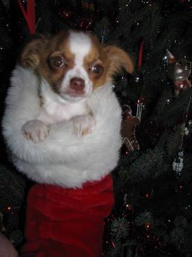 LAST ONE! Buyer back out, their loss your gain! -AKC Chihuahua *Atlas*