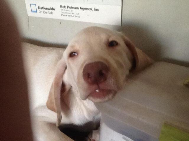 (LAST ONE LEFT) Pure breed White lab puppy
