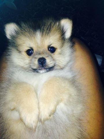 Last Pomeranian puppy for sale!