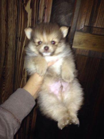 Last Pomeranian puppy for sale