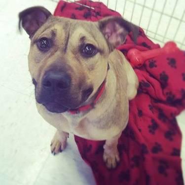 Layla the active lovebug needs a place to call home!