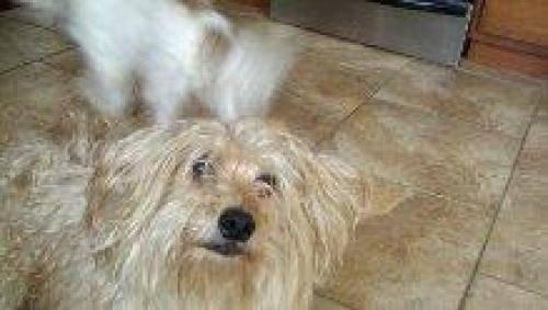 Lhasa Apso - Bentley Courtesy Post - Small - Adult - Male - Dog