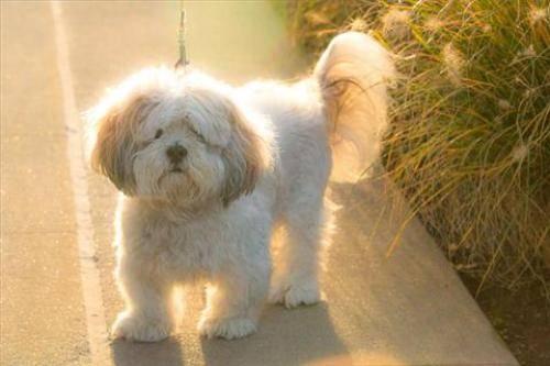 Lhasa Apso - Cody - Small - Adult - Male - Dog