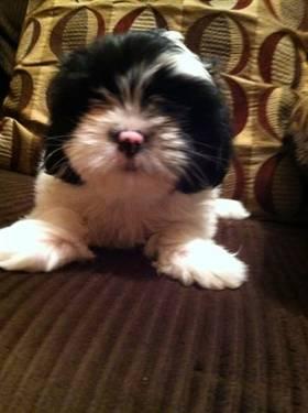 Lhasa Apso Puppies 1 female 1st shot and wormed and ready to adopt