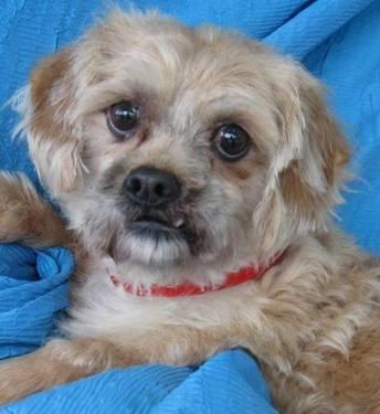 Lhasa Apso - Rusty New Hope - Small - Adult - Male - Dog