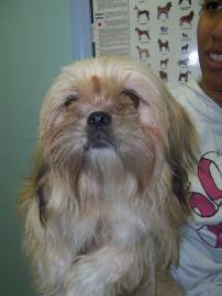 Lhasa Apso - Sophie - Small - Adult - Female - Dog