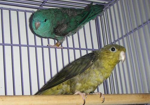 Wanted: Lineolated Parakeet (linnie) companion for my Linnie