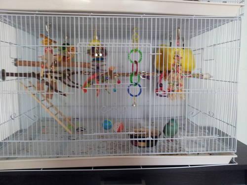 Lineolated parakeet w/Cage & Toys