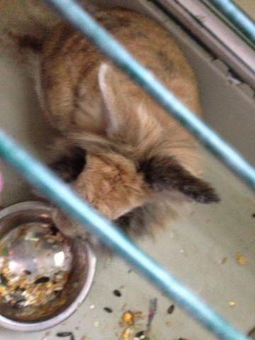 Lionhead Rabbit with Cage