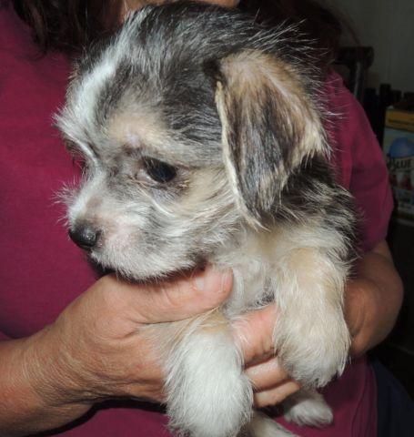 little girl maltese chihuahu tiny puppy malt-chi