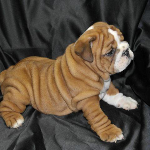 Looking for a English Bulldog Puppy.