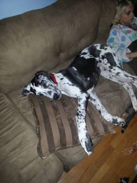 Looking for a Harl or fawnquin Great Dane