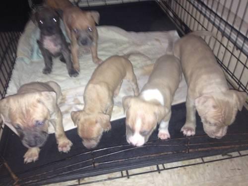 looking for a male or female pitbull