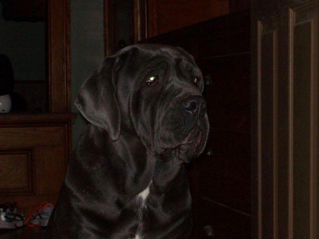 Looking for a Neo Mastiff Stud