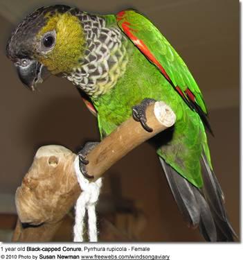 Looking for a painted conure