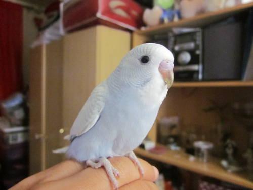 Looking for a parrotlet