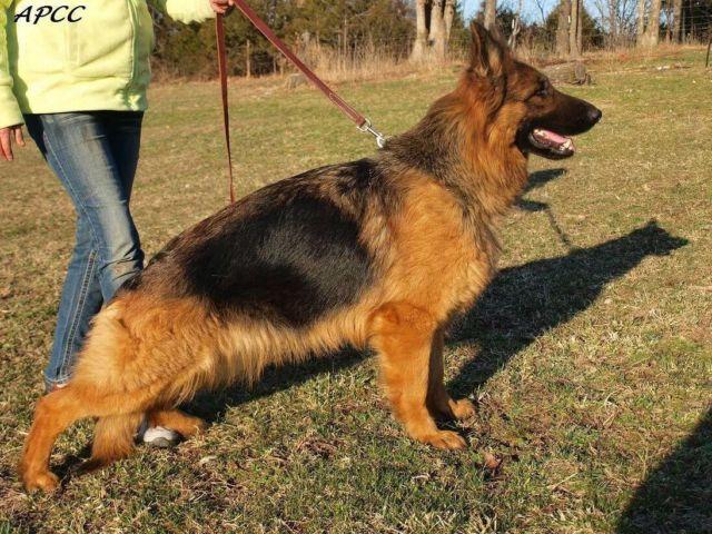 looking for a quality AKC registered German Shepherd or Rottweiler