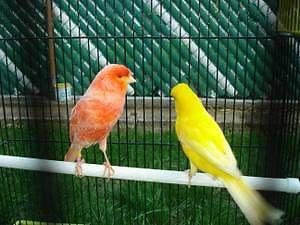 LOOKING FOR AFRICAN YELLOW CROWNED CANARY