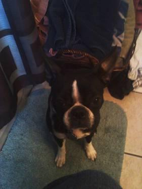 Looking For AKC Boston Terrier Stud-Adult