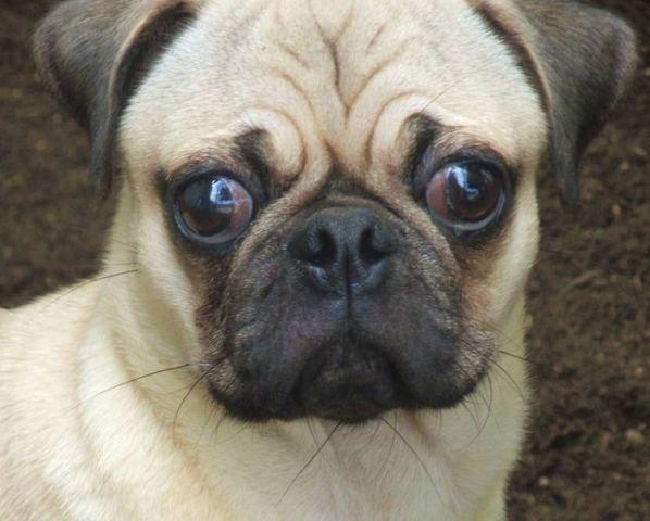 Looking for AKC Fawn Female Pug Purebreed assp