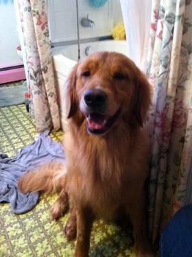 Looking for AKC female Golden Retriever