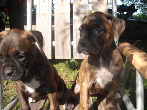 LOOKING for BOXER PUPPY