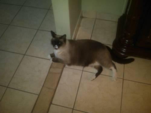 Looking for chocolate point Siamese cat for Adoption or buy.