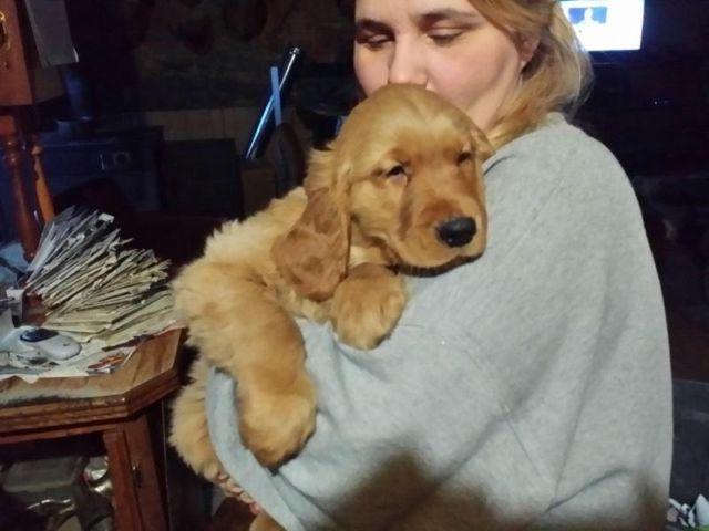 Looking for Golden Retriever Puppies $500 or less