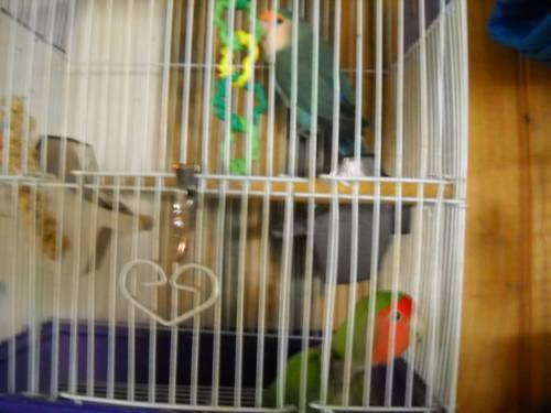 Looking for Male baby/young Indian Ringneck