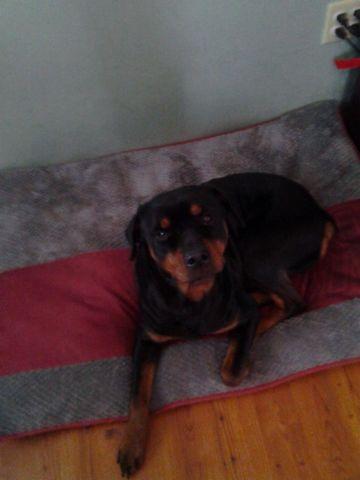 looking for pure bred male Rottweiler to stud my female