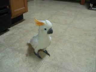 Looking to adopt a cockatoo or macaw