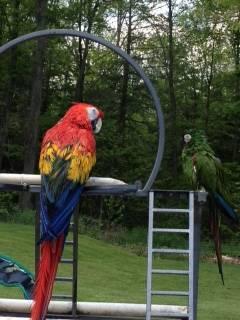 Looking to adopt a cockatoo or Macaw