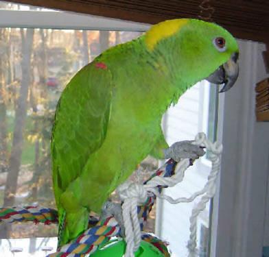 Looking to adopt a parrot Conure, African Grey, Amazon or Eclectus