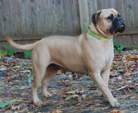 Looking to adopt young adult female Bullmastiff