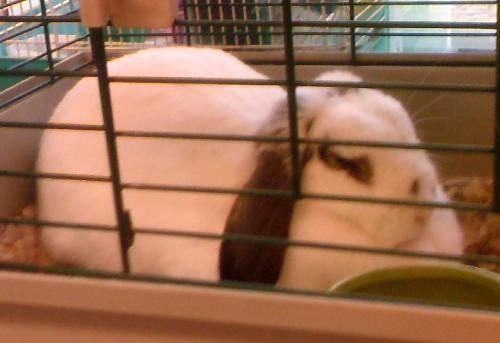 Lop Eared - Floppy - Large - Adult - Female - Rabbit