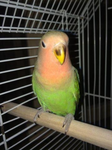 Lovebirds & Parakeets great prices (Queens Flushing)