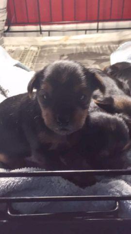 Lovely Yorkshire babies available!!!!!