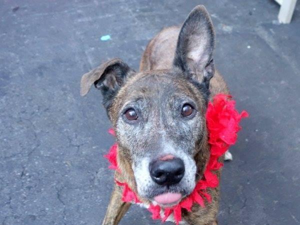 Loving GSD/amstaff Smokey in danger@NYC kill shelter-owner evicted
